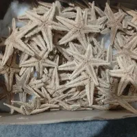 فروش چندین ستاره دریایی
