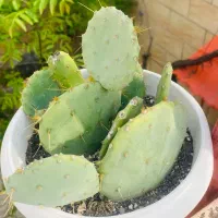 گلدان کاکتوس