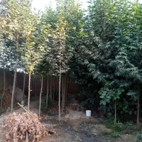 نهال درخت چنار