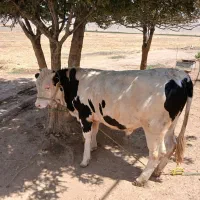 گوساله سیمینتال نر درجه۱