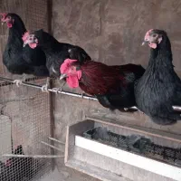 مرغ و خروس بلک استار