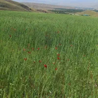 زمین-خالی-15-000متر-حوالی-مرند