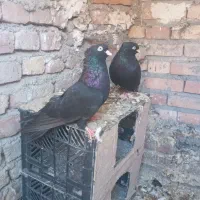 کبوتر زاغ آبادانی|پرنده|اهر, |دیوار