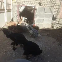 مرغ وخروس تزیئینی|حیوانات مزرعه|تربتحیدریه, طالقانی|دیوار