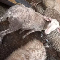 گوسفند لاکن نژاد چند قلوزا