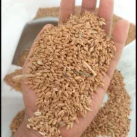 خریداری و فروش هر نوع گندم جو درکل استان