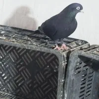 کفترخوب سفید تهرانی زاغ وطوقی آدرس پارسیان|پرنده|پارسیان, |دیوار