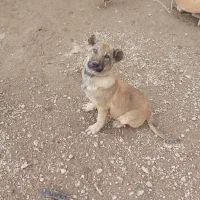 طوله سگ|سگ|ماکو, |دیوار