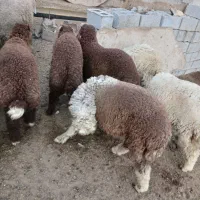 فروش بره نر