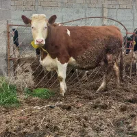 گاو قرمز سیمیتال