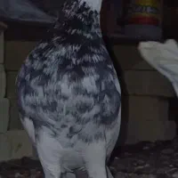 طوقی کله سینه جوجه کشی پرشی کفتر کبوتر.|پرنده|فریمان, |دیوار