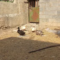 اردک