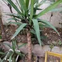 فروش سیکاس درختی 2میلیون وپونصدیوگا 500هزارتومان