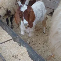 بز ماده|حیوانات مزرعه|رامشیر, |دیوار