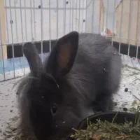 خرگوش مینی لوپ ترکیش|موش و خرگوش|قزوین, |دیوار