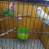 یه جفت طوطی برزیلی شرط|پرنده|کارون, |دیوار