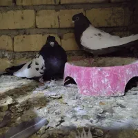 کبوتر|پرنده|شیراز, بید زرد|دیوار