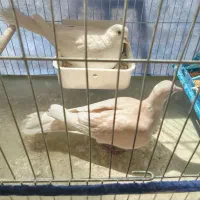 کبوتر خانگی و قناری تزیینی