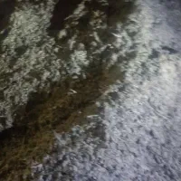 کود بلدر چین خشک خشک