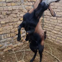 چپش آلپاین|حیوانات مزرعه|اردکان, |دیوار