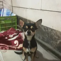 سگ شیواوا شیهواهوا نر اصیل|سگ|اصفهان, دشتستان|دیوار