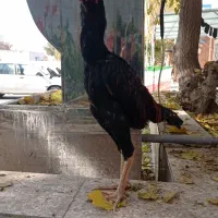 1عدد خروس لاری کت لول 8ماهه کمرشیب قد 70