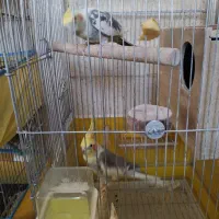 عروس هلندی. فنچ گلو بریده. قناری ماده.