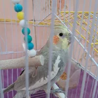 عروس هلندی با قفس|پرنده|میانه, |دیوار