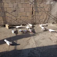 کله هندی خال قدیم خوش سو همگی یه نسل همه چی تموم|پرنده|رباط‌کریم, شترخوار|دیوار