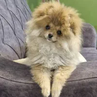 واگذاری پامرین