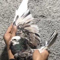 کبوتر بلند پرواز رودهن