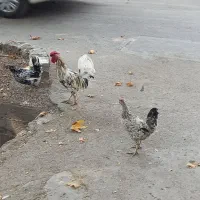 3مرغ و یک خروس|حیوانات مزرعه|اصفهان, جاوان|دیوار