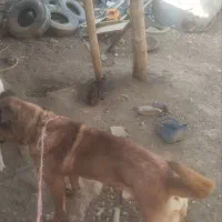 سگ سرابی اصل نترس|سگ|لالجین, |دیوار