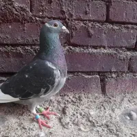 پلاکی|پرنده|اهواز, ملاشیه|دیوار