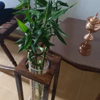 گل بامبو طبیعی