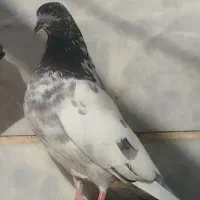 کفتر استفاده