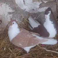 یک جفت ساده زردو سرخ فروشی