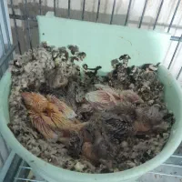 جوجه قناری سرلاکی