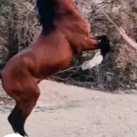 اسب سواریدار|اسب و تجهیزات اسب‌سواری|فلاورجان, |دیوار