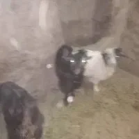 بز نر و ماده|حیوانات مزرعه|قروه, |دیوار