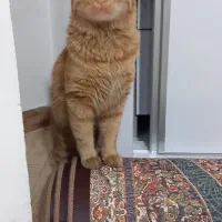 گربه بیریتیش نر