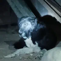 سگ نگهبان|سگ|بستان آباد, |دیوار