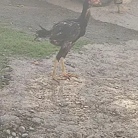 جوجه لاری مرغ و خروس ۳ ماهه