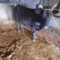 گاو حامله|حیوانات مزرعه|توتکابن, |دیوار