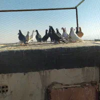 دسته کفتر پرشی همه جوون پرشی هم بو|پرنده|سبزوار, عارف|دیوار