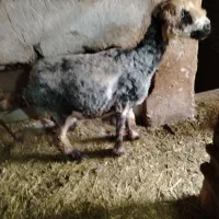 میش اسن سنگین