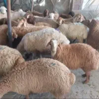 بره نر قلم آبی*گوسفند زنده/دشت مغان/شکمخالی بشرط|حیوانات مزرعه|تهران, نازیآباد|دیوار