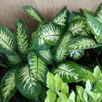 گل آپارتمانی با نازلترین قیمت|گل و گیاه طبیعی|بیرجند, |دیوار