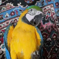 کاسکو ارا شاه طوطی ملنگو ارا راهب|پرنده|شیراز, تندگویان|دیوار