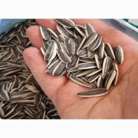 ۴۰۰کیلو تخمک آفتاب گردان خارجی درشت s400|عمده‌فروشی|شیراز, سعدیه جنوبی|دیوار